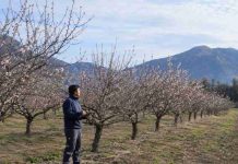 Monitoreo satelital en almendros: Herramientas digitales permiten proyectar rendimiento bajo restricciones hídricas permanentes