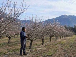 Monitoreo satelital en almendros: Herramientas digitales permiten proyectar rendimiento bajo restricciones hídricas permanentes Monitoreo satelital en almendros: Herramientas digitales permiten proyectar rendimiento bajo restricciones hídricas permanentes