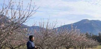 Monitoreo satelital en almendros: Herramientas digitales permiten proyectar rendimiento bajo restricciones hídricas permanentes Monitoreo satelital en almendros: Herramientas digitales permiten proyectar rendimiento bajo restricciones hídricas permanentes