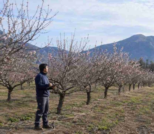 Monitoreo satelital en almendros: Herramientas digitales permiten proyectar rendimiento bajo restricciones hídricas permanentes Monitoreo satelital en almendros: Herramientas digitales permiten proyectar rendimiento bajo restricciones hídricas permanentes