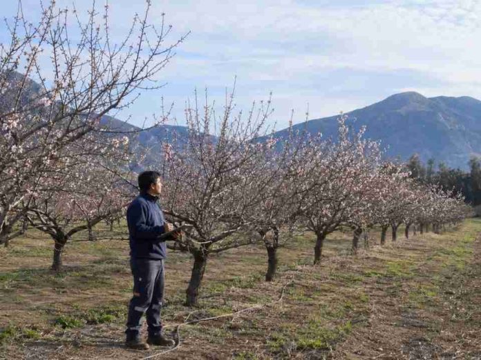 Monitoreo satelital en almendros Herramientas digitales permiten proyectar rendimiento bajo restricciones hídricas permanentes Monitoreo satelital en almendros: Herramientas digitales permiten proyectar rendimiento bajo restricciones hídricas permanentes