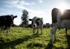 Nestlé reduce un 26% las emisiones de gases de efecto invernadero en su cadena de valor láctea a nivel global