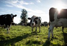 Nestlé reduce un 26% las emisiones de gases de efecto invernadero en su cadena de valor láctea a nivel global