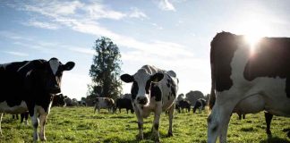 Nestlé reduce un 26% las emisiones de gases de efecto invernadero en su cadena de valor láctea a nivel global Nestlé reduce un 26% las emisiones de gases de efecto invernadero en su cadena de valor láctea a nivel global