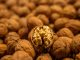 Nuez chilena: temporada 2026 cerró con menor producción y abrió debate sobre calidad, cosecha y mercados