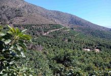 Paltas de Chile impulsa estudio pionero que mide biodiversidad y CO2 en cultivos de paltos