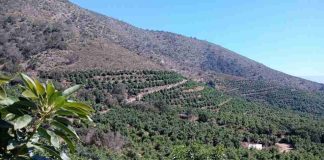 Paltas de Chile impulsa estudio pionero que mide biodiversidad y CO2 en cultivos de paltos