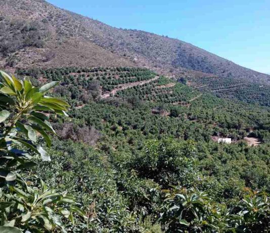 Paltas de Chile impulsa estudio pionero que mide biodiversidad y CO2 en cultivos de paltos