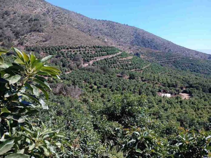 Paltas de Chile impulsa estudio pionero que mide biodiversidad y CO2 en cultivos de paltos