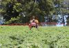 Papa Huella Cero impulsará transición agroecológica del cultivo de papa en La Araucanía Papa Huella Cero impulsará transición agroecológica del cultivo de papa en La Araucanía