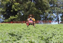 Papa Huella Cero impulsará transición agroecológica del cultivo de papa en La Araucanía Papa Huella Cero impulsará transición agroecológica del cultivo de papa en La Araucanía