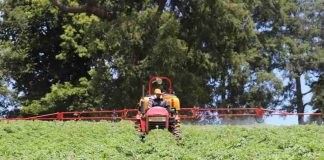 Papa Huella Cero impulsará transición agroecológica del cultivo de papa en La Araucanía Papa Huella Cero impulsará transición agroecológica del cultivo de papa en La Araucanía