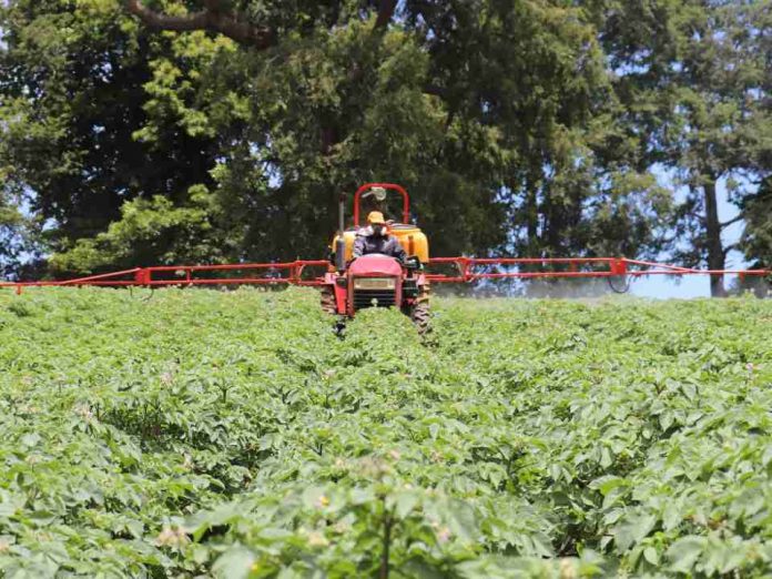 Papa Huella Cero impulsará transición agroecológica del cultivo de papa en La Araucanía Papa Huella Cero impulsará transición agroecológica del cultivo de papa en La Araucanía