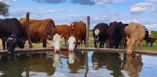 Pautas para el uso seguro de agua subterránea en ganadería