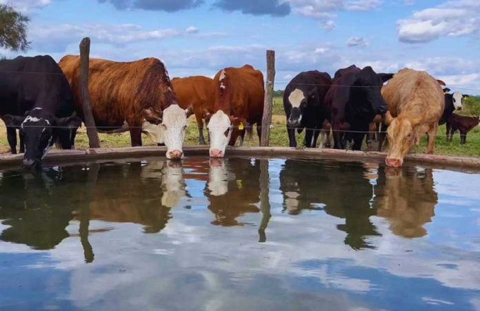 Pautas para el uso seguro de agua subterránea en ganadería