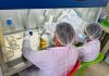Perú | Fortalecen producción de banano orgánico con módulo de propagación de microorganismos benéficos en el Chira Perú Fortalecen producción de banano orgánico con módulo de propagación de microorganismos benéficos en el Chira