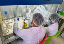 Perú | Fortalecen producción de banano orgánico con módulo de propagación de microorganismos benéficos en el Chira Perú Fortalecen producción de banano orgánico con módulo de propagación de microorganismos benéficos en el Chira