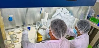 Perú Fortalecen producción de banano orgánico con módulo de propagación de microorganismos benéficos en el Chira