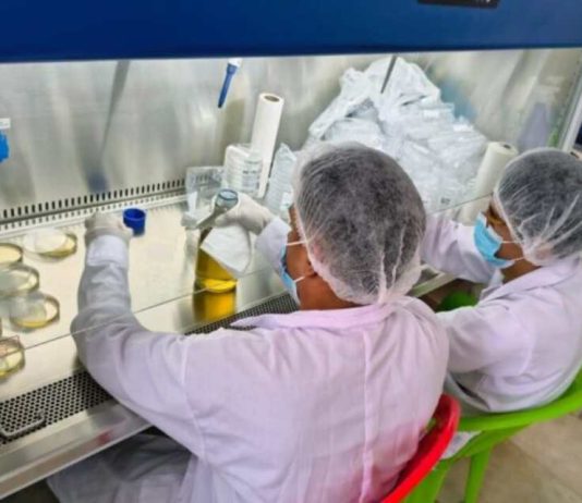 Perú | Fortalecen producción de banano orgánico con módulo de propagación de microorganismos benéficos en el Chira Perú Fortalecen producción de banano orgánico con módulo de propagación de microorganismos benéficos en el Chira