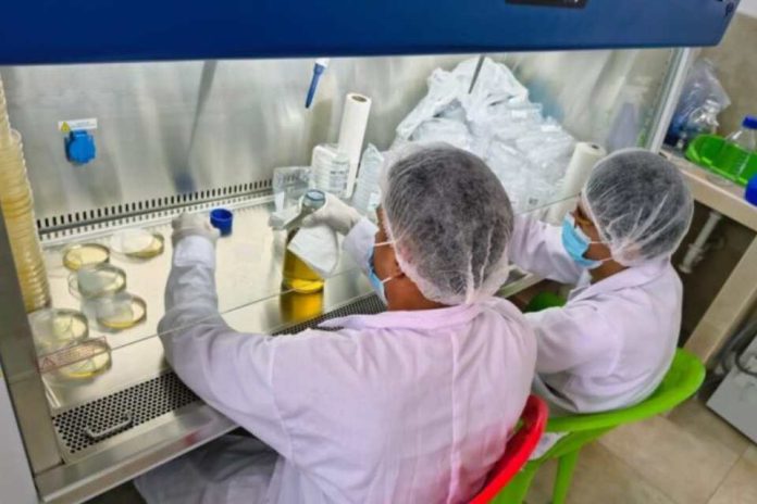 Perú Fortalecen producción de banano orgánico con módulo de propagación de microorganismos benéficos en el Chira
