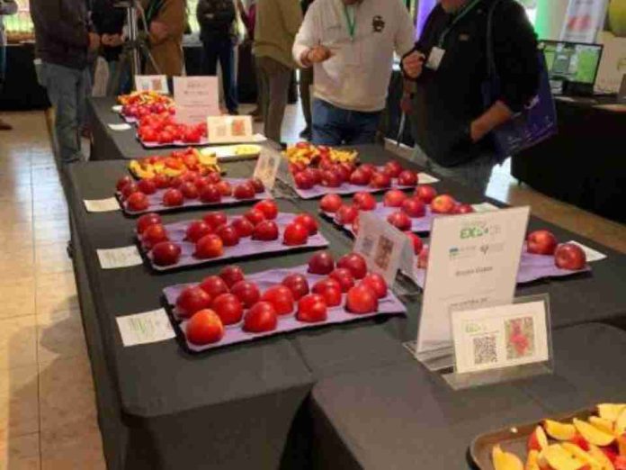 PomaExpo 2026 reúne a más de 250 asistentes y refuerza su rol clave en el sector manzanero PomaExpo 2026 reúne a más de 250 asistentes y refuerza su rol clave en el sector manzanero