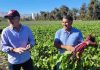 Productores locales reducen un 32% las aplicaciones fitosanitarias e incrementan rendimientos con Manejo Integrado de Plagas en un 433% Productores locales reducen un 32% las aplicaciones fitosanitarias e incrementan rendimientos con Manejo Integrado de Plagas en un 433%