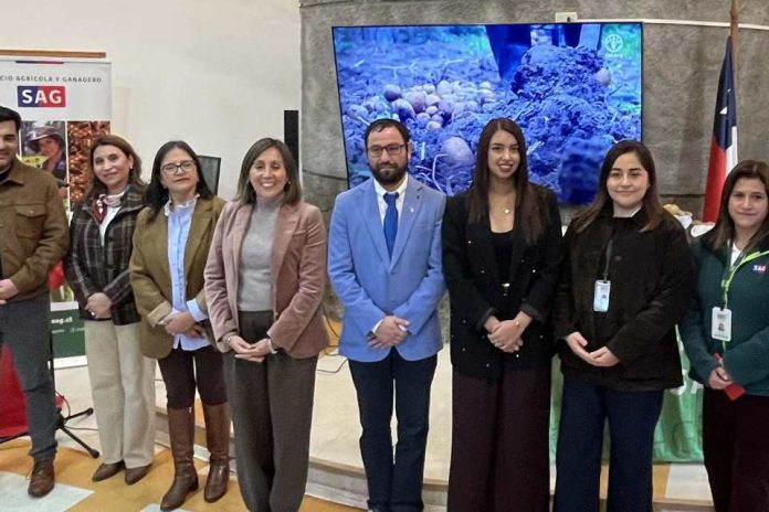 Productoresas de papa de Biobío conmemoran Día Internacional de la Papa con charlas y degustación Productoresas de papa de Biobío conmemoran Día Internacional de la Papa con charlas y degustación