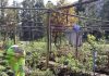 Programa de Emergencia de Empleo impulsa producción de plantas nativas y restauración ecológica en Los Ríos Programa de Emergencia de Empleo impulsa producción de plantas nativas y restauración ecológica en Los Ríos (1)