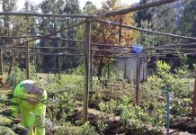 Programa de Emergencia de Empleo impulsa producción de plantas nativas y restauración ecológica en Los Ríos Programa de Emergencia de Empleo impulsa producción de plantas nativas y restauración ecológica en Los Ríos (1)
