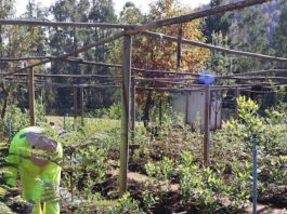 Programa de Emergencia de Empleo impulsa producción de plantas nativas y restauración ecológica en Los Ríos Programa de Emergencia de Empleo impulsa producción de plantas nativas y restauración ecológica en Los Ríos (1)