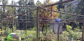 Programa de Emergencia de Empleo impulsa producción de plantas nativas y restauración ecológica en Los Ríos (1)