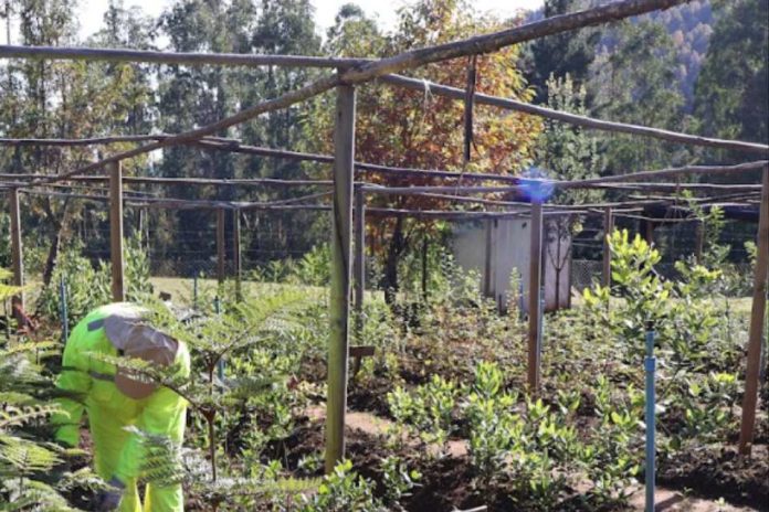 Programa de Emergencia de Empleo impulsa producción de plantas nativas y restauración ecológica en Los Ríos (1) Programa de Emergencia de Empleo impulsa producción de plantas nativas y restauración ecológica en Los Ríos (1)