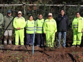 Programa de Emergencia de Empleo impulsa producción de plantas nativas y restauración ecológica en Los Ríos