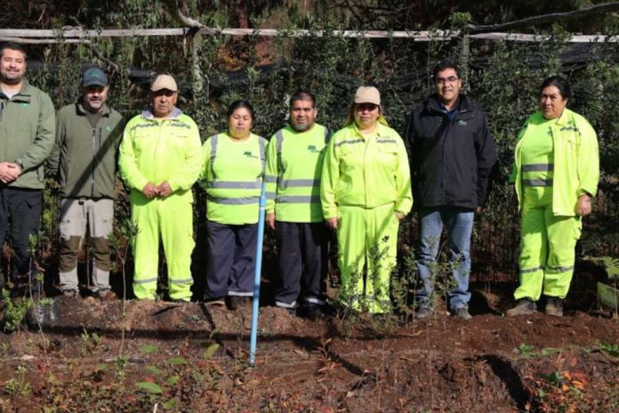 Programa de Emergencia de Empleo impulsa producción de plantas nativas y restauración ecológica en Los Ríos Programa de Emergencia de Empleo impulsa producción de plantas nativas y restauración ecológica en Los Ríos