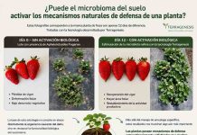 Puede el microbioma del suelo activar los mecanismos naturales de defensa de una planta