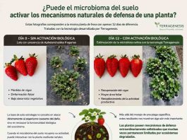 Reportaje | ¿Puede el microbioma del suelo activar los mecanismos naturales de defensa de una planta? Puede el microbioma del suelo activar los mecanismos naturales de defensa de una planta