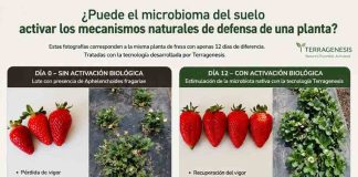 Puede el microbioma del suelo activar los mecanismos naturales de defensa de una planta