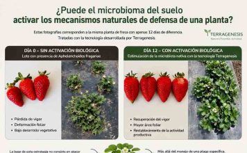 Reportaje | ¿Puede el microbioma del suelo activar los mecanismos naturales de defensa de una planta? Puede el microbioma del suelo activar los mecanismos naturales de defensa de una planta