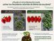 Puede el microbioma del suelo activar los mecanismos naturales de defensa de una planta