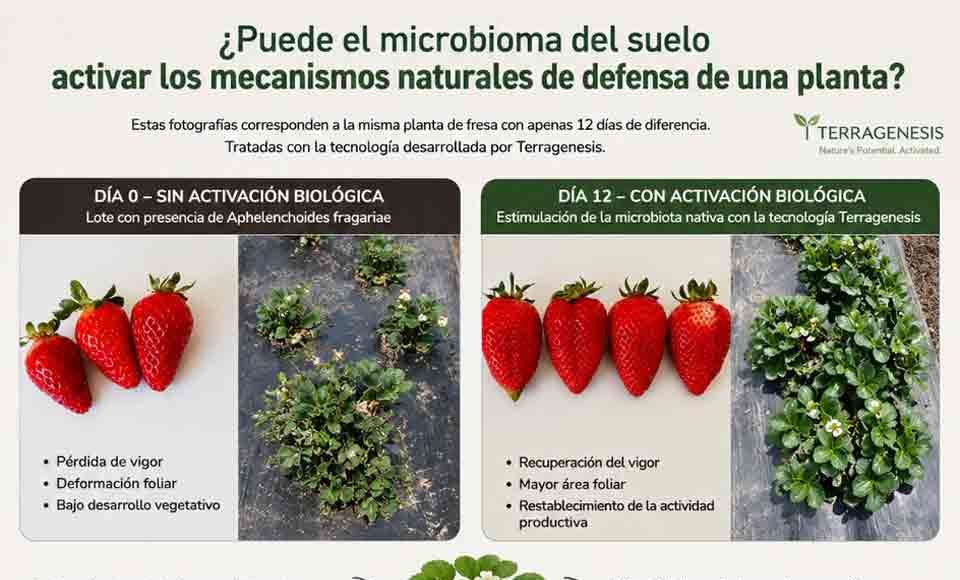 Reportaje | ¿Puede el microbioma del suelo activar los mecanismos naturales de defensa de una planta? Puede el microbioma del suelo activar los mecanismos naturales de defensa de una planta