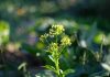 Reino Unido | Rothamsted Research siembra el primer cultivo de precisión en un ensayo de campo histórico. Reino Unido | Rothamsted Research siembra el primer cultivo de precisión en un ensayo de campo histórico.