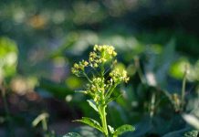 Reino Unido | Rothamsted Research siembra el primer cultivo de precisión en un ensayo de campo histórico. Reino Unido | Rothamsted Research siembra el primer cultivo de precisión en un ensayo de campo histórico.