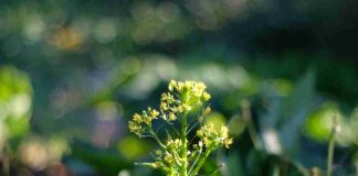 Reino Unido | Rothamsted Research siembra el primer cultivo de precisión en un ensayo de campo histórico. Reino Unido | Rothamsted Research siembra el primer cultivo de precisión en un ensayo de campo histórico.
