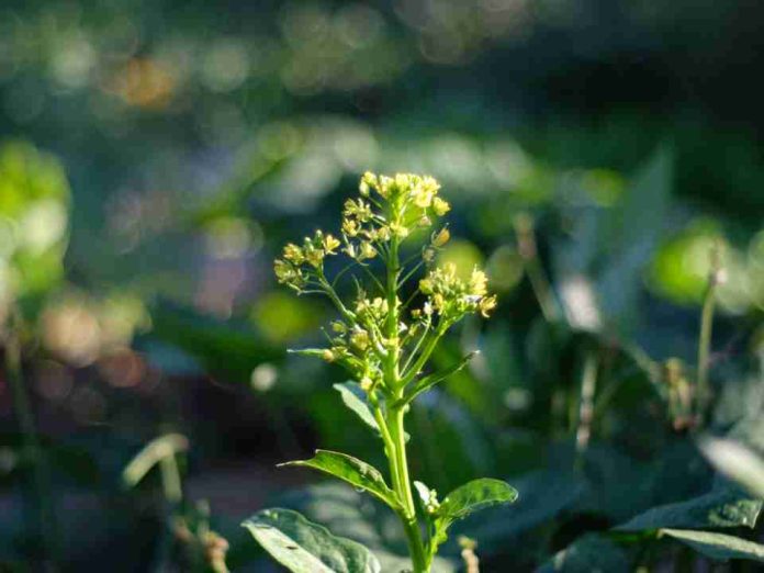 Reino Unido Rothamsted Research siembra el primer cultivo de precisión en un ensayo de campo histórico. Reino Unido | Rothamsted Research siembra el primer cultivo de precisión en un ensayo de campo histórico.