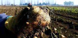 Remolacheros buscan apoyo y nuevos mercados tras suspensión de compras de Iansa para 2026-2027