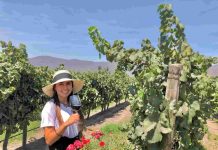 Reportaje | ¿Qué hay detrás del precio de un gran vino en Chile? Reportaje | ¿Qué hay detrás del precio de un gran vino en Chile?