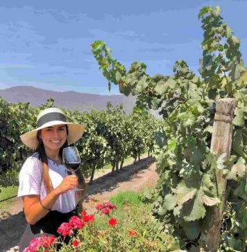 Reportaje | ¿Qué hay detrás del precio de un gran vino en Chile? Reportaje | ¿Qué hay detrás del precio de un gran vino en Chile?