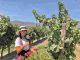 Reportaje | ¿Qué hay detrás del precio de un gran vino en Chile?