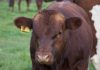 «SAG Aysén anuncia nueva etapa para fortalecer la trazabilidad de la pequeña ganadería bovina y equina» SAG Aysén anuncia nueva etapa para fortalecer la trazabilidad de la pequeña ganadería bovina y equina