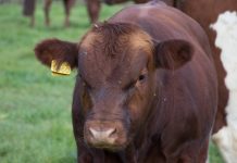 «SAG Aysén anuncia nueva etapa para fortalecer la trazabilidad de la pequeña ganadería bovina y equina» SAG Aysén anuncia nueva etapa para fortalecer la trazabilidad de la pequeña ganadería bovina y equina